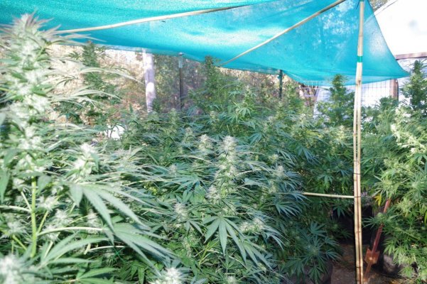 Grow Log 3383 10-04-2017.jpg