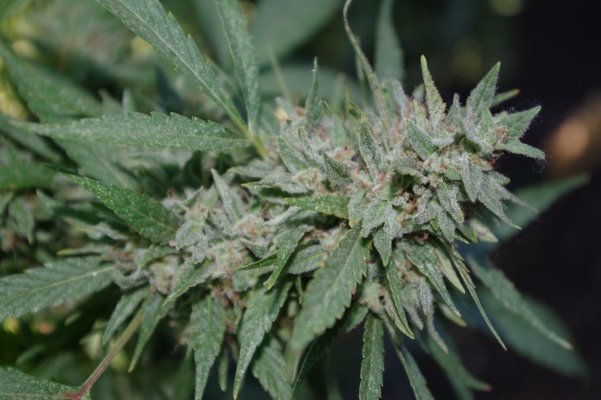 Grow Log 3395 10-04-2017.jpg