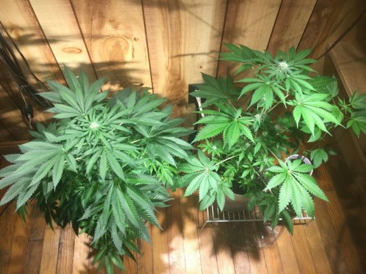 1st-time-grower-would-like-to-know-if-im-doing-okay-15.jpeg
