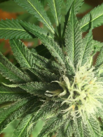 1st-time-grow-would-like-to-see-what-you-think-smaller-plant-smells-like-peaches.jpeg