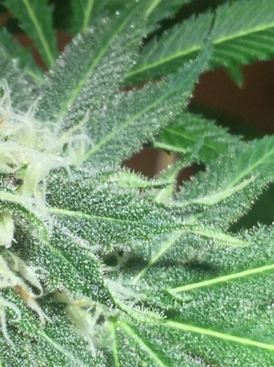 1st-time-grow-would-like-to-see-what-you-think-smaller-plant-smells-like-peaches-10.jpeg