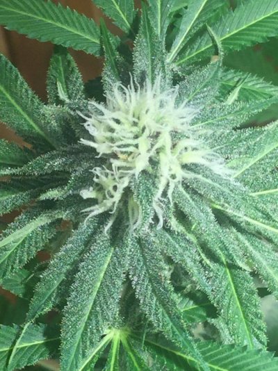 1st-time-grow-would-like-to-see-what-you-think-smaller-plant-smells-like-peaches-16.jpeg