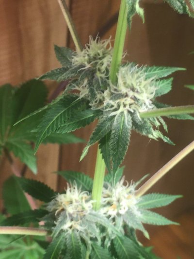 1st-time-grow-would-like-to-see-what-you-think-smaller-plant-smells-like-peaches-17.jpeg