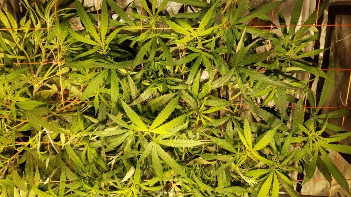 running-out-of-scrog-space-4.jpg