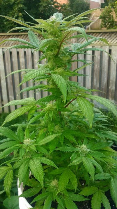 Last Year And This Year. The Same Strain Kushy Kush