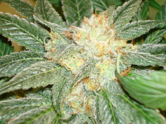 stickys-candy-tree-white-urkle--44-days.jpg