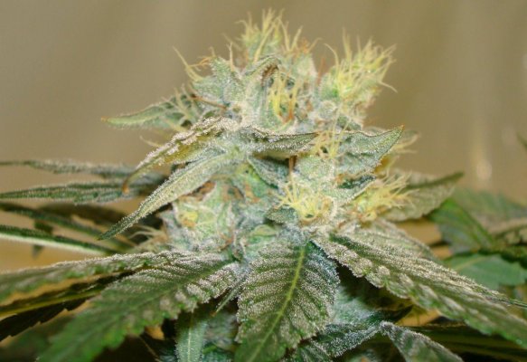 stickys-candy-tree-white-urkle--44-days-4.jpg