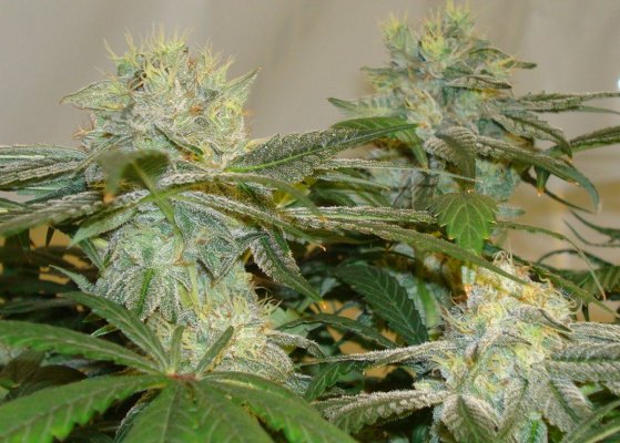 stickys-candy-tree-white-urkle--44-days-6.jpg