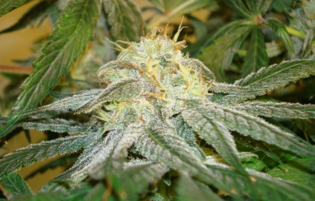 stickys-candy-tree-white-urkle--44-days-7.jpg