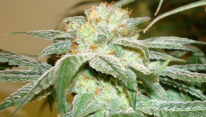 stickys-candy-tree-white-urkle--44-days-9.jpg