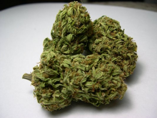 24May2010_B2bud_02.JPG