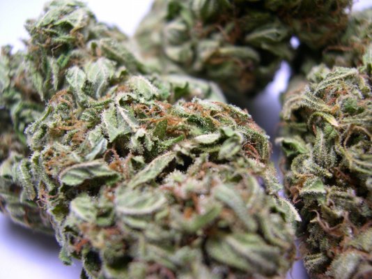 24May2010_B2bud_03.JPG