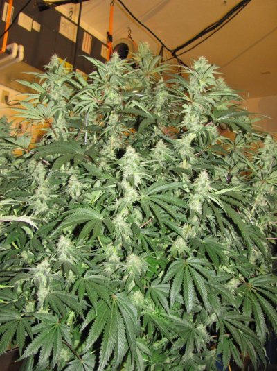 Og raskal's 20 x strawberry bubba 20 x master bubba 20 x fire x bubba