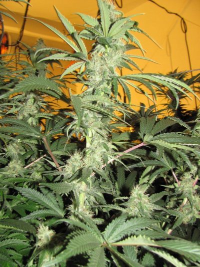 Og raskal's 20 x strawberry bubba 20 x master bubba 20 x fire x bubba