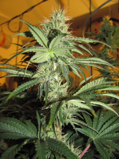 Og raskal's 20 x strawberry bubba 20 x master bubba 20 x fire x bubba