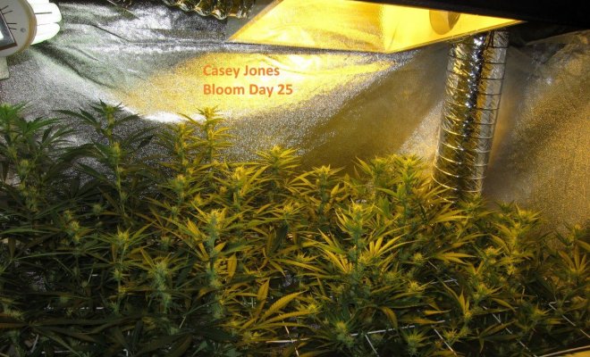 Personal Medical Grow in Coco. [Chem D, Grape Romulan, Grapefurit Haze, Casey Jones]