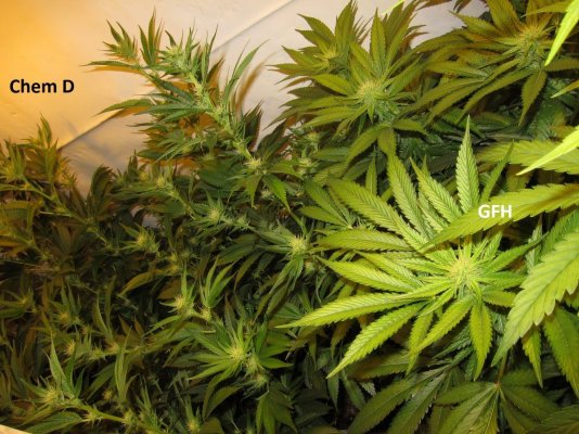 Personal Medical Grow in Coco. [Chem D, Grape Romulan, Grapefurit Haze, Casey Jones]