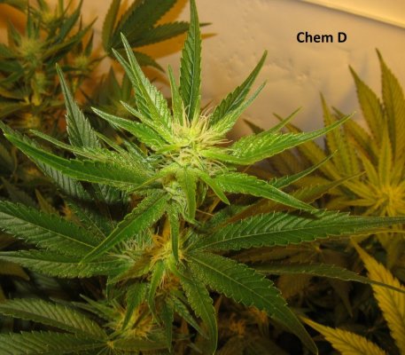 Personal Medical Grow in Coco. [Chem D, Grape Romulan, Grapefurit Haze, Casey Jones]