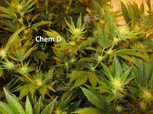 Personal Medical Grow in Coco. [Chem D, Grape Romulan, Grapefurit Haze, Casey Jones]