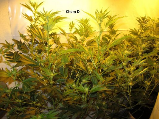 Personal Medical Grow in Coco. [Chem D, Grape Romulan, Grapefurit Haze, Casey Jones]