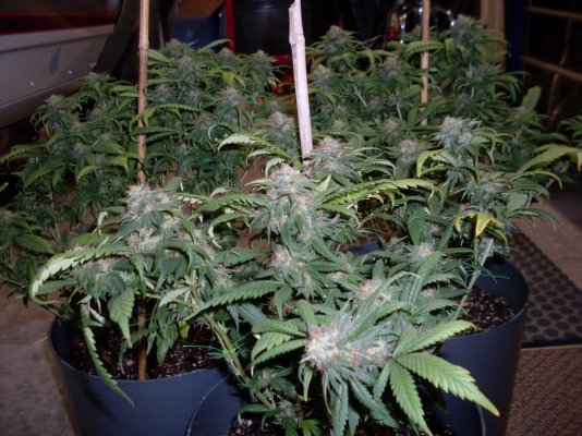sfv-og-bx2-5.jpg
