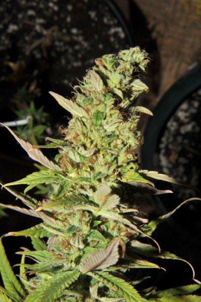 donk day 64 flower 2.jpg