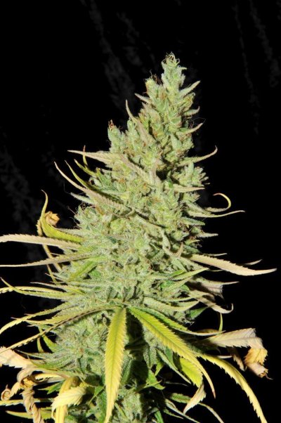 donk day 64 flower 4.jpg