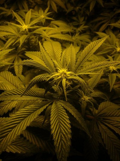 Help!, need a 2nd opinion. on Hermi plant??