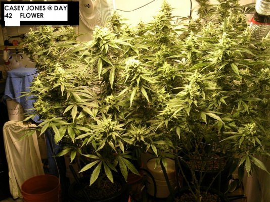Casey jones run @ day 28-46 flowering