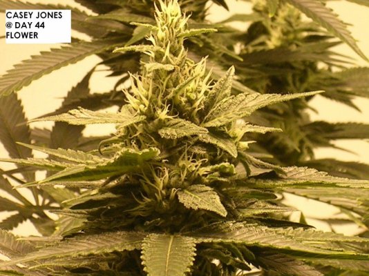 Casey jones run @ day 28-46 flowering