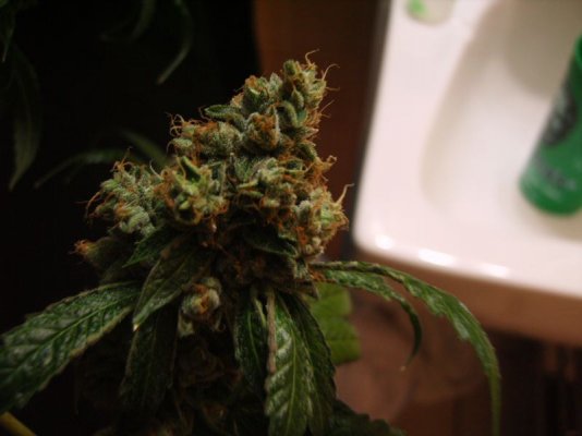 trikush6.jpg
