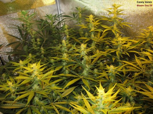 Personal Medical Grow in Coco. [Chem D, Grape Romulan, Grapefurit Haze, Casey Jones]