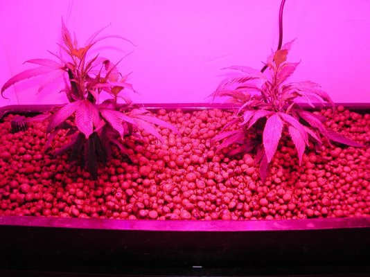 week-2-veg.jpg
