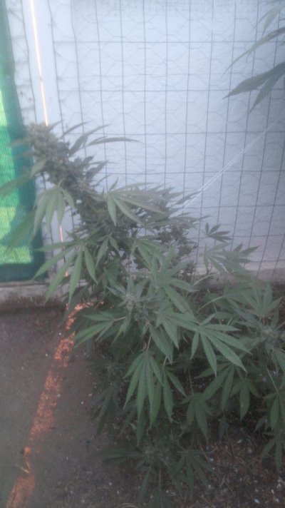 Urkle clone.jpg