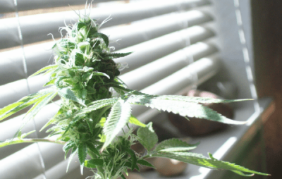 marijuana-plant.png