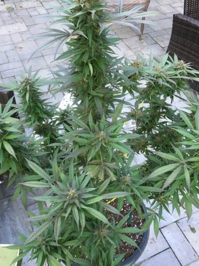 about-ready-for-harvest-feedback-welcomed-5.jpg