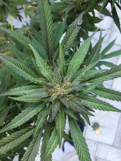 about-ready-for-harvest-feedback-welcomed-6.jpg