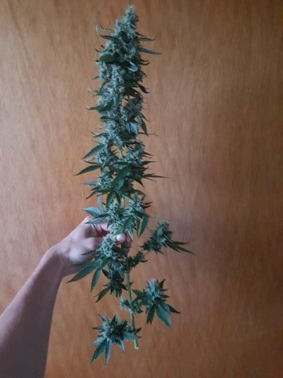 First Grow!