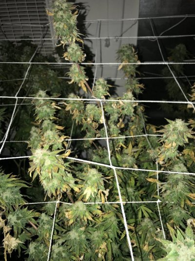 late-in-flower-leaf-problem.jpg
