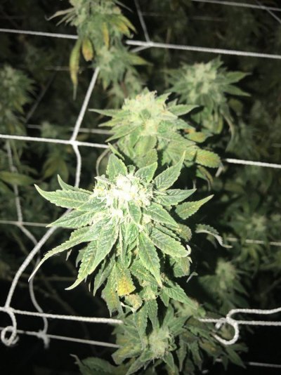 Late In Flower Leaf Problem