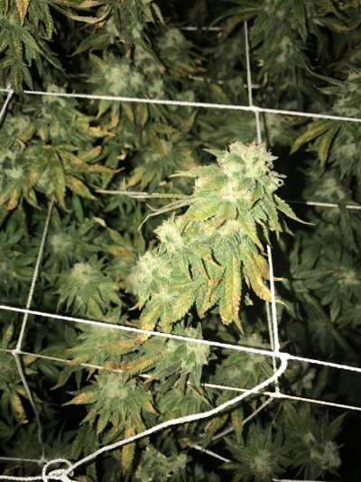 Late In Flower Leaf Problem
