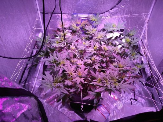 Bagseed Indica 4th Grow 1st Manifold Grow From Seed