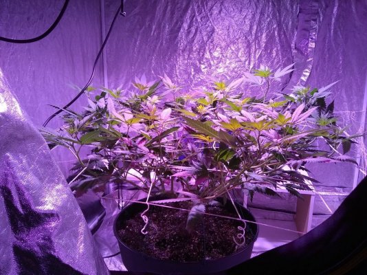 Bagseed Indica 4th Grow 1st Manifold Grow From Seed