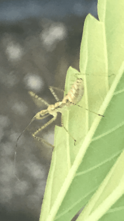 Beneficial Bug Pics!