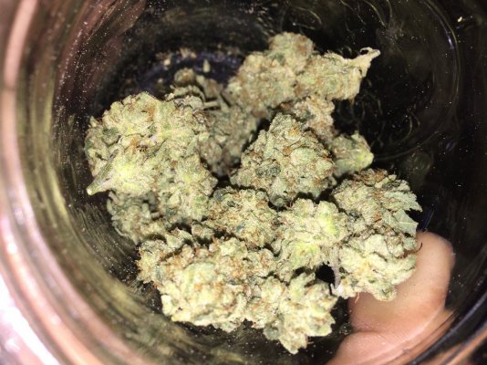 blooming-og-kush-glueberry-blueberry-and-more-2.jpg