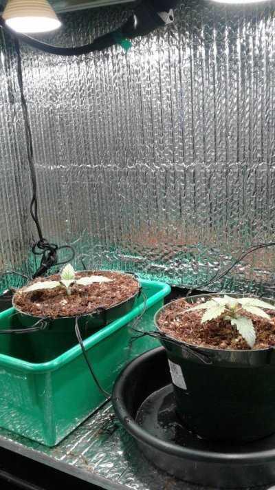 Growlog...2 White Rhinos In A Grow Box.