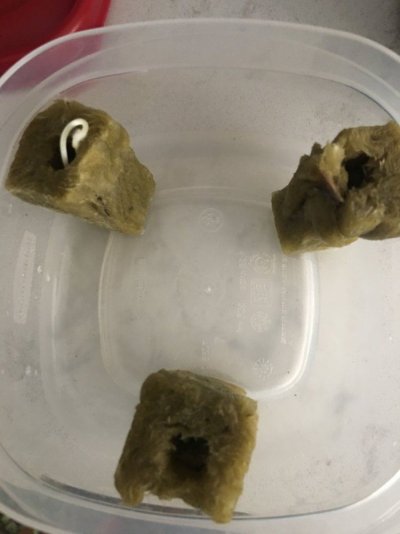 Opinions On Indoor Grow Tent