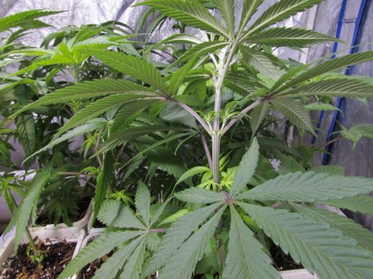 dj-blueberry-x-treetop-lemon-d-6.jpg