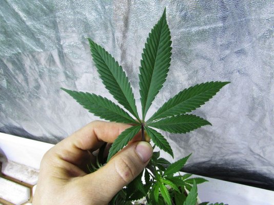 dj-blueberry-x-treetop-lemon-d-7.jpg