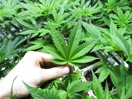 Dj Blueberry X Treetop Lemon D
